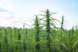 How CBD improves sleep