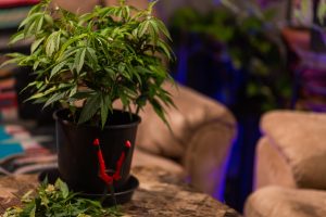 A cannabis branch growing in a pot.
