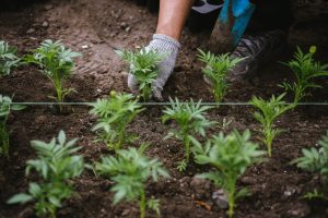 gardener-creates-a-landscape-design-by-planting-