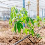 Green Thumb, Green Buds: The Art of Cannabis Growing