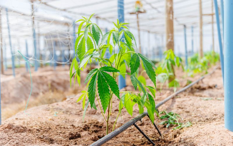 Green Thumb, Green Buds: The Art of Cannabis Growing