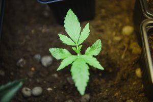 Marijuana Leafs Grow Op. Marijuana plants growing under artificial lights in a grow op.