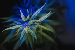 Background young shoots of marijuana in fantastic blue shades. Growing organic hemp on the farm. Wallpaper of marijuana. Legal hemp cultivation.